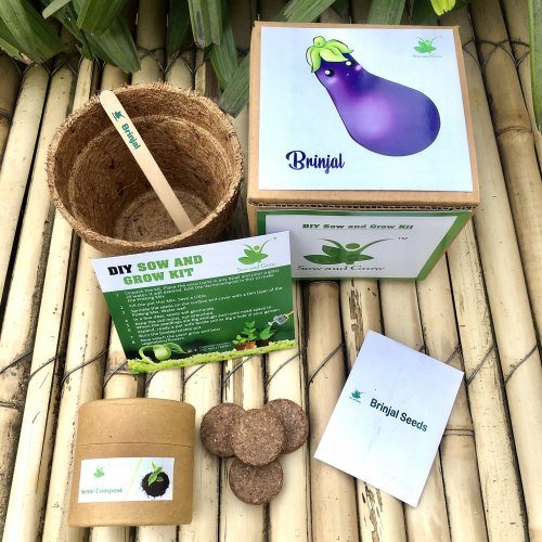 sow-and-grow-diy-gardening-kit-of-brinjal-grow-it-yourself-vegetable-kit-852