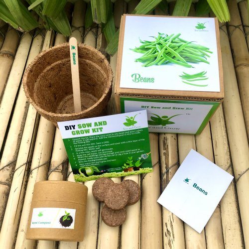 sow-and-grow-diy-gardening-kit-of-beans-grow-it-yourself-vegetable-kit-854