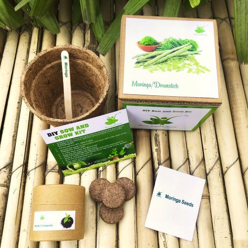 sow-and-grow-diy-gardening-kit-of-moringa-grow-it-yourself-medicinal-plant-kit-867