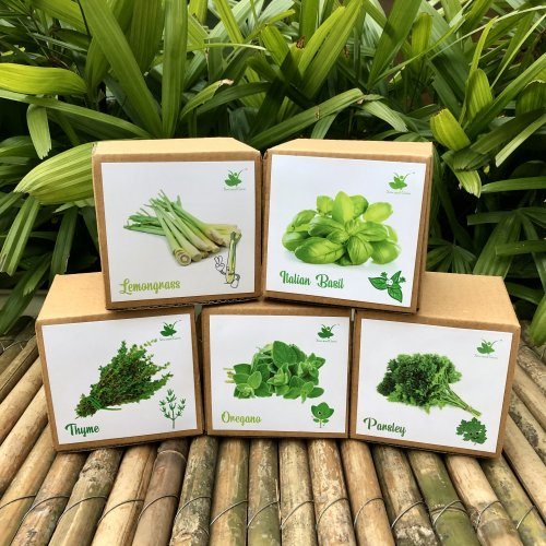 sow-and-grow-diy-gardening-exotic-herbs-kits-lemongrass-italian-basil-oregano-thyme-parsley-902