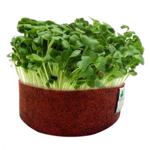 sow-and-grow-microgreens-grow-kit-white-radish-40-grams-easy-to-use-kit-for-beginner-gardeners-972
